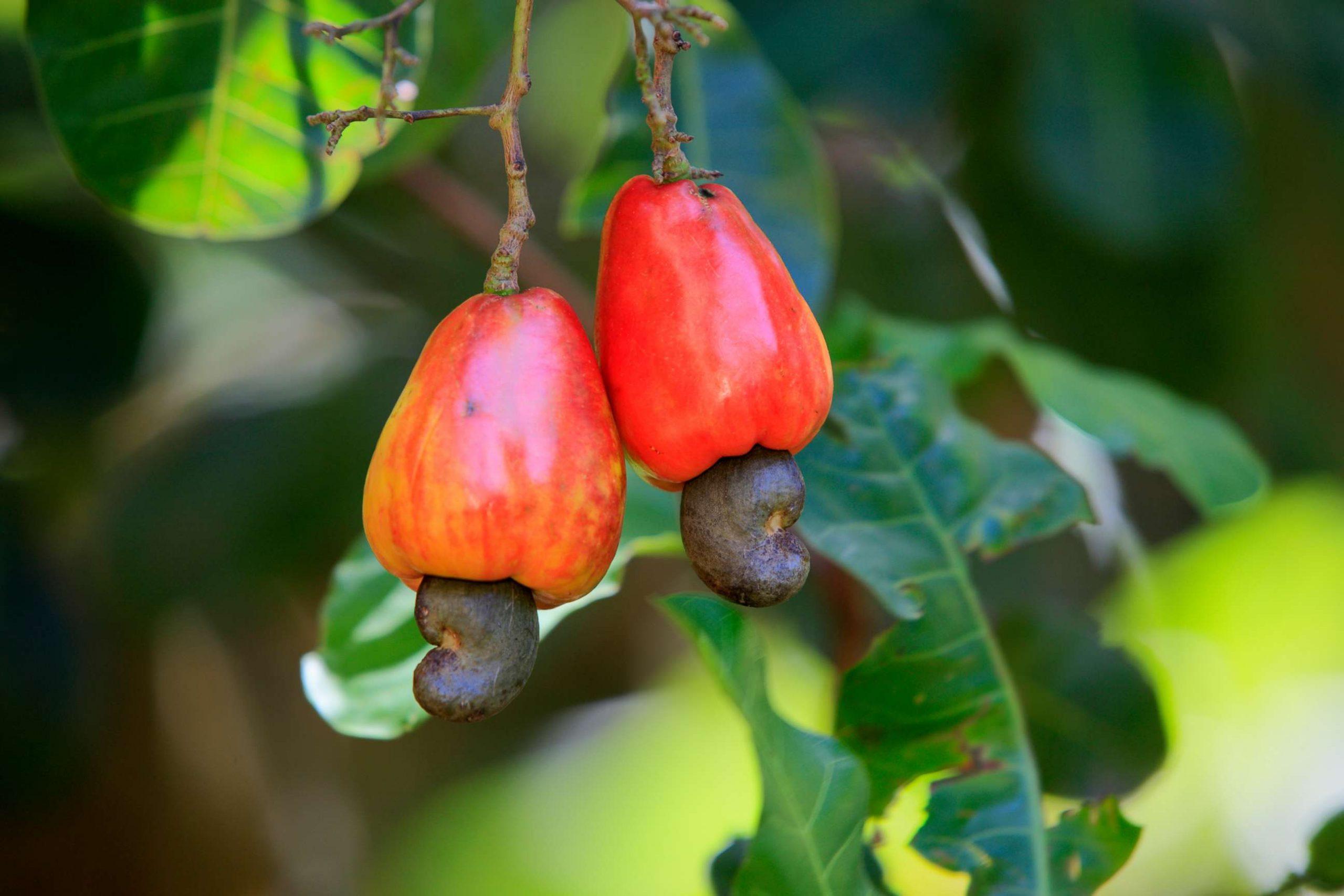 Descubra o Mundo Encantador do Caju: Uma Jornada pelos Sabores e Benefícios